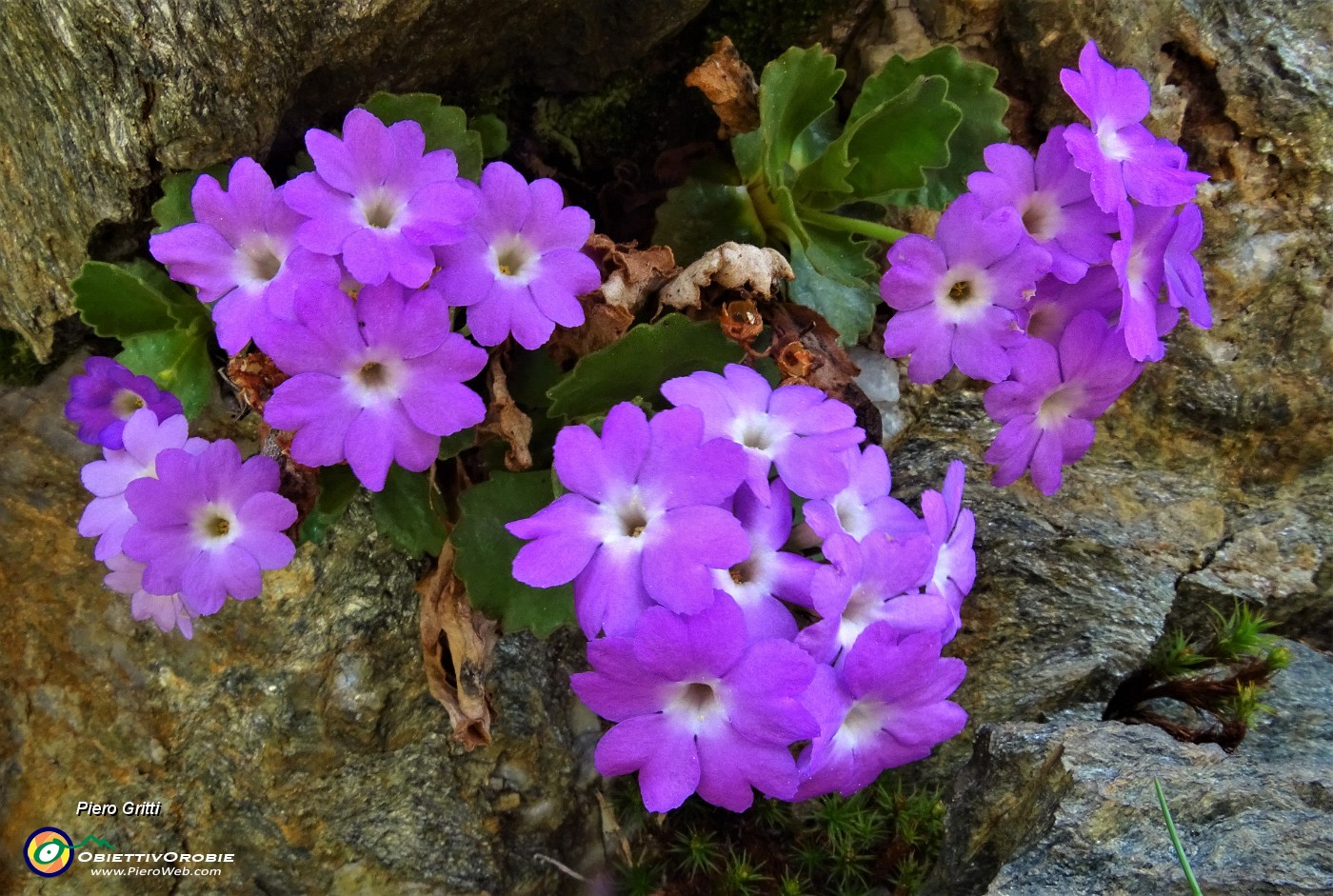 02 Primula irsuta (Primula hirsuta).JPG